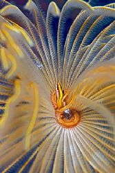 a small fish in a fan tube worm; Nikon N80, 100mm, 2 strobes by Jean-Louis Danan 